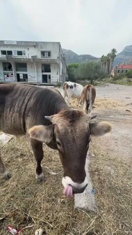 The video opens with a close-up of a brown cow with small horns and floppy ears standing in dry grass. Behind it, a short distance away, are two other cows, one white with brown patches and another brown one facing away from the camera. They are in an open, dusty area with an abandoned-looking, white building in the background. This building has signs of disrepair, including graffiti on the upper portion. A rusty metal fence with vertical bars is visible in the foreground, obscuring part of the scene. The camera then pans to the right, moving through the fence, showing more of the abandoned building and a blue truck parked nearby. The truck appears to be a cab and chassis with no trailer attached. Red trailers are also visible next to the building. The perspective shifts to a wider shot showing the building, the truck, and the surrounding landscape which includes hills and mountains in the distance, as well as some palm trees. The sky is partly cloudy. The video ends with a shot of the blue truck from a different angle, with more of the surrounding area, including houses and vegetation, visible. A blue sky with scattered clouds dominates the upper part of the frame.