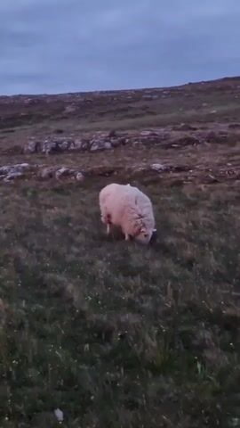 A lone sheep grazes on a grassy hillside under a cloudy sky. The sheep is light-colored and appears to be eating grass. The ground is covered in green and brown vegetation, with some scattered rocks. The sky is a muted blue-gray, suggesting it is either early morning or late evening. The overall scene is tranquil and natural.