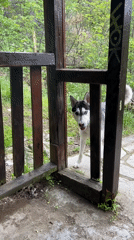 Husky dog spotted near wooden structure in Sofia