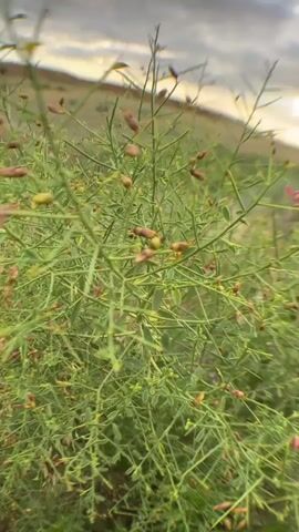 The video shows a close-up shot of green vegetation with small pink and yellow buds. The background is out of focus, showing a grassy hillside with a cloudy sky. The sun is visible through the clouds, casting a warm glow on the landscape. The camera is positioned at a low angle, looking up at the plants and the sky. The overall mood of the video is peaceful and serene.