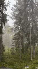 Foggy Russian pine forest with a squirrel in the undergrowth
