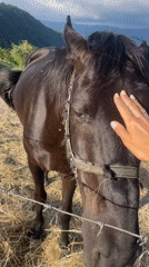 Horses graze in Russian hillside enclosures near Sochi