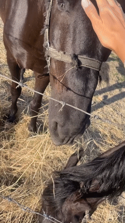 Horses graze in Russian hillside enclosures near Sochi