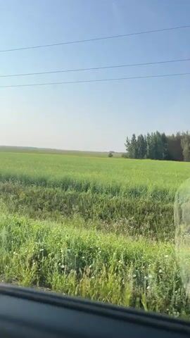 A landscape shot from a moving vehicle, likely a car or train, shows a vast expanse of green fields under a clear blue sky. A line of trees borders the horizon in the distance, and power lines are visible across the sky. The foreground is filled with tall, green grass and some wildflowers, suggesting a rural or agricultural setting. The perspective is from a passenger looking out a window.