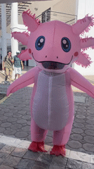 Person spotted in pink inflatable axolotl costume