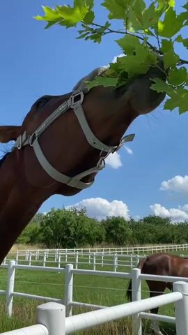 The media file is a vertical, close-up video of a brown horse with a white blaze on its face. The horse is wearing a light-colored halter with the words "HORSE STAR" visible on it. In the first few seconds, the horse is seen reaching up to eat leaves from a tree branch. The video then cuts to a closer view of the horse's head, looking directly at the camera.

The setting is an outdoor paddock with a white fence in the foreground and background. Behind the fence, there are green fields and trees. The sky is bright blue with scattered white clouds, indicating it is daytime. The overall impression is that of a sunny day, likely in the late spring or summer. Another horse is partially visible in the background, suggesting a horse farm or stable. The horse appears calm and curious.