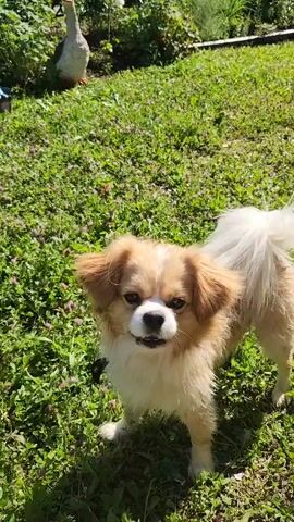 A medium shot captures a fluffy dog with light brown and white fur standing on a grassy area. A long wooden branch is held horizontally across the upper portion of the frame, obscuring the background. The dog is looking upwards towards the branch. In the background, a white goose stands in the distance. The dog then turns and trots away, disappearing into the grass. The camera follows the dog as it runs across the grass and onto a path of gravel and dirt, with trees and a building visible in the background. The dog continues to run further away from the camera.