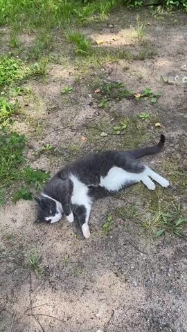 A gray and white cat lies on its side in the dirt with grass growing around it. The cat is facing left and its eyes are open. The cat's tail is curled up.