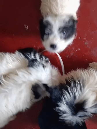 Puppies and kittens getting care in a Nairobi home