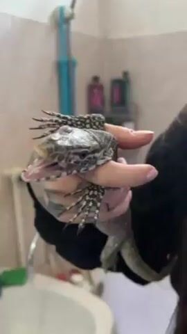 A person holds a lizard in their hand, open mouthed, against a background of a bathroom sink and shower. The lizard is grey and white with small dark claws, and is gripping the person's hand. The person is wearing a black long-sleeve shirt, and has tattoos on their hand and arm. The bathroom is tiled, and bottles are visible in the background. Water can be heard running from a faucet.