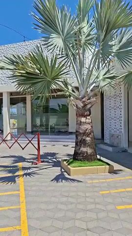 A video shows a palm tree in front of a building with decorative white latticework on its facade. In the foreground, yellow lines mark parking spaces on a paved area. A red retractable barrier is set up in front of the building. The sky is clear and blue. The video pans to the right, showing more of the paved area and a wall in the background. Further to the right, palm trees and other vegetation are visible, along with a signpost with directional arrows. The video continues to pan, revealing a covered outdoor seating area with a wooden deck. The scene appears to be an outdoor space, possibly a restaurant or cafe, on a sunny day. No people are clearly visible in the frame.