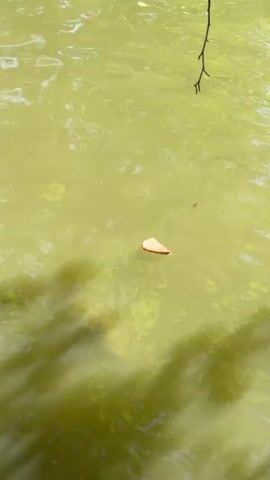 A piece of bread floats on the surface of murky, greenish water. A branch hangs over the water from the top right of the frame. Shadows of leaves and branches are visible on the water's surface. A fish with its mouth open surfaces, takes a bite of the bread, and then submerges, causing ripples.