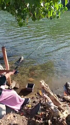 A person sits on the bank of a body of water, fishing. The person is wearing a pink garment and black shoes. A fishing rod is propped up by a wooden stake, its line extending into the water. A small bucket or container sits on the ground near the person. Several rocks and pieces of driftwood are scattered along the bank. The water is green and appears somewhat murky, with ripples on its surface. Trees and foliage hang over the water from above.