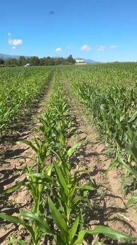 The video shows a perspective from a tractor moving through a cornfield. The corn plants are young and green, growing in neat rows. The ground is dry and dirt. In the distance, there are trees and hills under a clear blue sky with some white clouds. A building is visible in the far distance. The tractor is red, and a person is visible inside the cabin. Attached to the back of the tractor is a mechanism holding two large spools of black tubing, suggesting agricultural work related to irrigation. The camera perspective is low, close to the ground, and moves forward with the tractor.