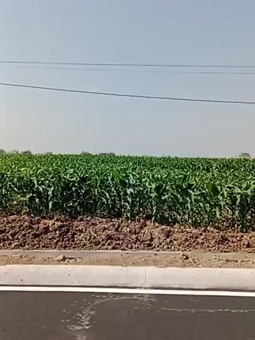 The video shows a wide shot of a rural landscape. In the foreground, a paved road runs horizontally across the bottom of the frame. A white line marks the edge of the road. Beyond the road, there is a strip of dirt and vegetation. A small banana tree is visible on the left side of this strip. Behind this, a vast field of tall green cornstalks stretches to the horizon. The sky above is clear and pale blue. There are two dark, thin lines stretched horizontally across the sky, likely power lines, supported by poles that are intermittently visible. The camera appears to be moving, as the perspective shifts slightly and the cornfield moves across the frame. The lighting suggests it is daytime.