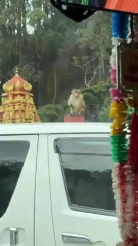 The video shows a monkey sitting on a red brick post on top of a white vehicle. The monkey is eating a yellow fruit, possibly a banana. The background includes trees and what appears to be a temple with an ornate roof. The perspective suggests the video was taken from inside another vehicle. There is some decorative ornamentation hanging on the right side of the frame.