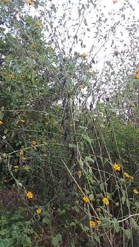 The video shows a patch of tall, thin bushes with yellow flowers growing in an overgrown area. The camera pans upward, revealing more of the bushes against a cloudy sky. The bushes are mixed with other greenery, including trees.