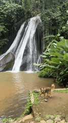 Dog spotted at waterfall edge in Baturiti, Indonesia