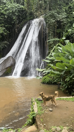 Dog spotted at waterfall edge in Baturiti, Indonesia