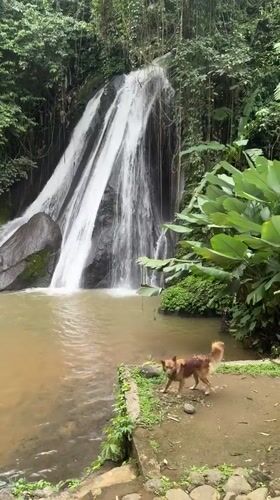Dog spotted at waterfall edge in Baturiti, Indonesia