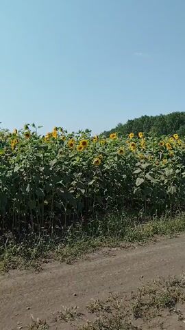 A video shows a field of sunflowers under a clear blue sky. The camera pans slowly across the field, showing numerous tall sunflowers with large green leaves and yellow petals. In the foreground, a dirt path is visible, with some dry grass and weeds along the edges. A treeline can be seen in the distance behind the sunflowers. The sun appears to be shining brightly, casting shadows and illuminating the scene. There are no people or animals visible in the video.