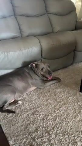 A grey pit bull dog is lying on a cream-colored, textured rug in front of a grey recliner couch. The dog is looking towards the right side of the frame, with its tongue hanging out and its eyes slightly closed. Its paws are crossed in front of it. The lighting appears to be natural, coming from a window to the right. The overall atmosphere is relaxed and domestic.