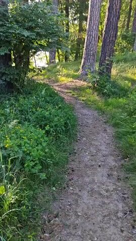 A POV shot shows a narrow dirt path winding through a forest. The path is surrounded by lush green vegetation, including tall grass and small yellow wildflowers. Sunlight filters through the dense tree canopy, casting dappled shadows on the ground. Tall pine trees with rough bark stand on either side of the path, their trunks reaching towards the sky. The path curves gently to the right and appears to lead towards a brighter area in the distance, possibly a clearing or a body of water. The overall impression is one of a peaceful, natural environment.