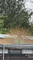 Peacock displays tail feathers in Helmond enclosure
