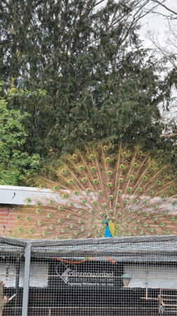 Peacock displays tail feathers in Helmond enclosure