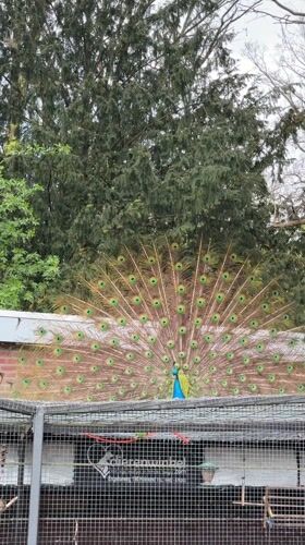 Peacock displays tail feathers in Helmond enclosure