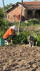Woman tends garden with dog companion in Bulgarian village