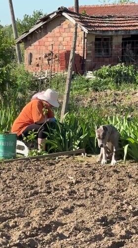 Woman tends garden with dog companion in Bulgarian village