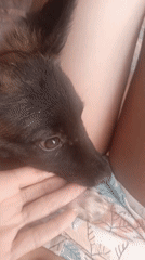 Tender moments with puppy captured in Juan Griego