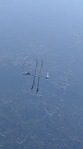 A fishing bobber with red and blue markings floats on the surface of dark, still water. The water is partially covered with dark, organic debris. Two thin blades of green grass rise from the water near the bobber. A small, dark object, possibly a frog or a dark leaf, is visible in the water to the left of the grass. Ripples emanate from the bobber, indicating a slight disturbance on the water's surface. The overall scene suggests a calm, natural environment, likely a pond or lake.