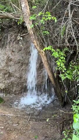 A small, natural waterfall cascades down a muddy bank or cliff face in a wooded area in Letnitsa, Bulgaria. The water flows with a steady stream, creating a small pool at its base. A tree trunk leans against the bank, with the rushing water partially flowing around it. Surrounding the waterfall, there is lush green foliage on some branches, while other branches are bare and dry. The ground around the base of the waterfall is wet and muddy. The scene appears to be outdoors during daylight hours. No people or visible text are present.