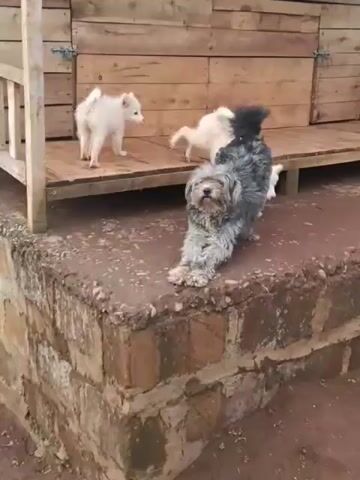 In a medium shot, three white puppies stand on a brick surface next to a gray, shaggy dog doing a forward-bend stretch. Another tan-colored dog stands on the ground in front of the brick surface, sniffing at the puppies. Behind the dogs is a wooden structure with a door secured by a simple latch.