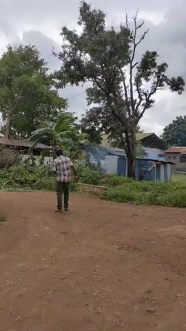 Here is a detailed description of the video:

**Scene Overview:** The video shows an outdoor scene with a man standing on a dirt road, looking towards an area where tree branches have been cut and are lying on the ground. Behind the fallen branches are several buildings, including what appears to be a corrugated metal structure and a larger building with a green roof.

**People:**
*   **Man on the Road:** A man wearing a checkered shirt and green pants is standing on the dirt road, facing towards the area where tree work has been done. He is the main subject in the foreground.
*   **Person in the Background:** A person is visible moving around near the corrugated metal structure in the background. The person's activities and features are not clearly discernible.

**Objects:**
*   **Dirt Road:** The ground is a dirt road, with some vegetation growing along the sides.
*   **Cut Branches:** Tree branches that have been cut are piled on the ground.
*   **Buildings:** There are multiple buildings visible in the background, including a corrugated metal structure and a building with a green roof.
*   **Trees:** Trees surround the area, with one leaning tree clearly visible on the right.
*   **Banana Tree:** A banana tree is located near the cut branches.

**Actions and Interactions:**
*   The man is standing still, seemingly observing the scene in front of him.
*   It sounds like there is a chainsaw working in the background.

**Environment:**
*   The sky is overcast with cloudy weather.
*   The surrounding area is characterized by a somewhat rural or semi-urban environment with vegetation and simple structures.
*   There is some smoke emanating from the area behind the cut branches.

**Summary:** The video depicts a man standing on a dirt road, looking at an area where tree work has been done, with cut branches lying on the ground. There are several buildings and trees in the background, and the overall environment is rural.