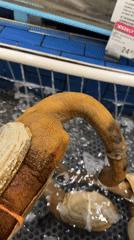 Live seafood tanks documented at Coquitlam market location