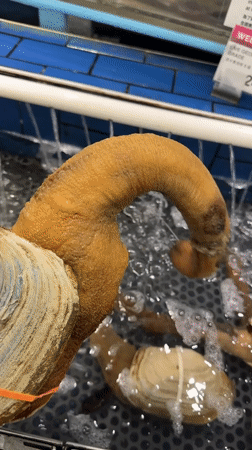 Live seafood tanks documented at Coquitlam market location