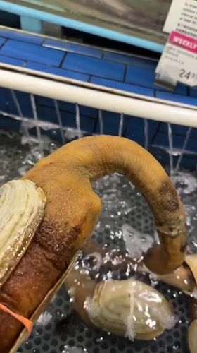 Live seafood tanks documented at Coquitlam market location