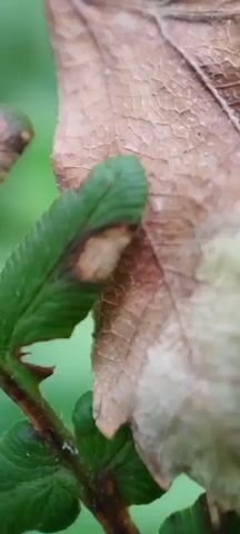 The video provides a close-up, macro view of plant life. In the foreground, a vibrant green leaf is visible, showing a patch of brown discoloration along its edge, suggesting damage or decay. This leaf has serrated edges and appears to be attached to a stem with small thorns. Behind this green leaf, a larger, dried leaf dominates the frame. This leaf is a dull brown and tan color, with a network of visible veins and a textured surface, indicating it is likely deceased or in a late stage of decomposition. The background is a soft blur of green, suggesting other foliage or vegetation. The camera focuses on the textures and details of the leaves, highlighting the contrast between the living green and the decaying brown.