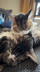Two tabby cats rest with person on Glasgow sofa