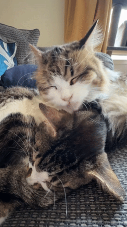 Two tabby cats rest with person on Glasgow sofa