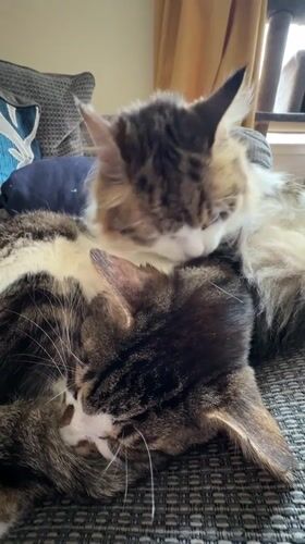Two tabby cats rest with person on Glasgow sofa
