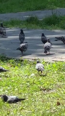 A flock of pigeons are gathered on a paved path and a grassy area. Some pigeons are in motion, walking and pecking at the ground, while others are stationary. The sun is shining, casting shadows. In the foreground, several pigeons are clustered together on the grass, with one pigeon to the left of the group facing away from the camera. Behind them, a larger group of pigeons is also on the grass. In the background, a few pigeons are on the paved path. The environment appears to be an outdoor park or urban area with trees and grass.