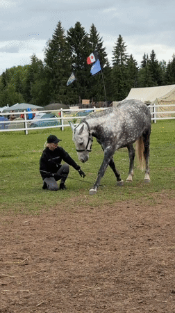 Woman conducts horse training session in Kechur, Russia arena