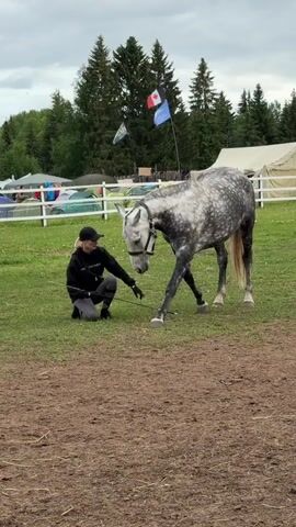 A young woman with blonde hair wearing a black hoodie, black pants, and a black baseball cap is crouched on a grassy field. She is holding a treat in her right hand, extended towards a dappled gray horse. The horse has its front legs bent, as if kneeling or bowing, and its head is lowered towards the woman's hand. The woman is also holding a thin training stick in her left hand. The background features a white fence, numerous colorful tents, and green trees. Two flags, one Canadian and one blue with white and red stripes, are visible on poles behind the fence. The sky is overcast. The ground in the foreground is a mixture of brown dirt and green grass.