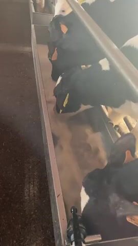 The video shows a close-up view of several young cattle, likely calves, gathered around a long, rectangular trough filled with a milky substance. The cattle are predominantly black and white, with some patches of solid black or white. Each animal has an orange ear tag, and some also have a yellow tag. They are actively drinking from the trough, with their heads submerged in the liquid. The trough appears to be made of metal and is raised slightly off the ground. The environment seems to be an indoor farm setting, with a dirt or sand floor visible in the background. The lighting suggests it is daytime, with some sunlight filtering in from an unseen source, creating bright highlights and some lens flare. The focus is on the cattle's feeding activity, with their mouths and noses disturbing the surface of the liquid in the trough.