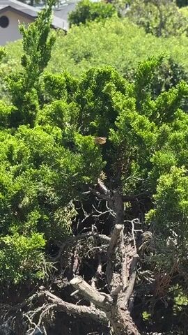 This is a video clip of a butterfly flying near a green shrub. The butterfly is a light brown or tan color and appears to be relatively small. It hovers and flies around the upper branches of the shrub, which is densely packed with needle-like green leaves. The shrub has a gnarled, woody trunk and branches visible at the base. In the background, there are more green trees and the roof of a building, suggesting an outdoor setting. The lighting indicates it is daytime, likely sunny, due to the bright illumination of the foliage. The overall mood is serene and natural. There is no visible text in the video. The location is identified as San Mateo, United States of America.