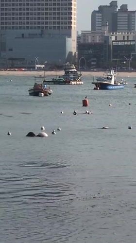 Morning boat activity observed in Ulsan bay, South Korea